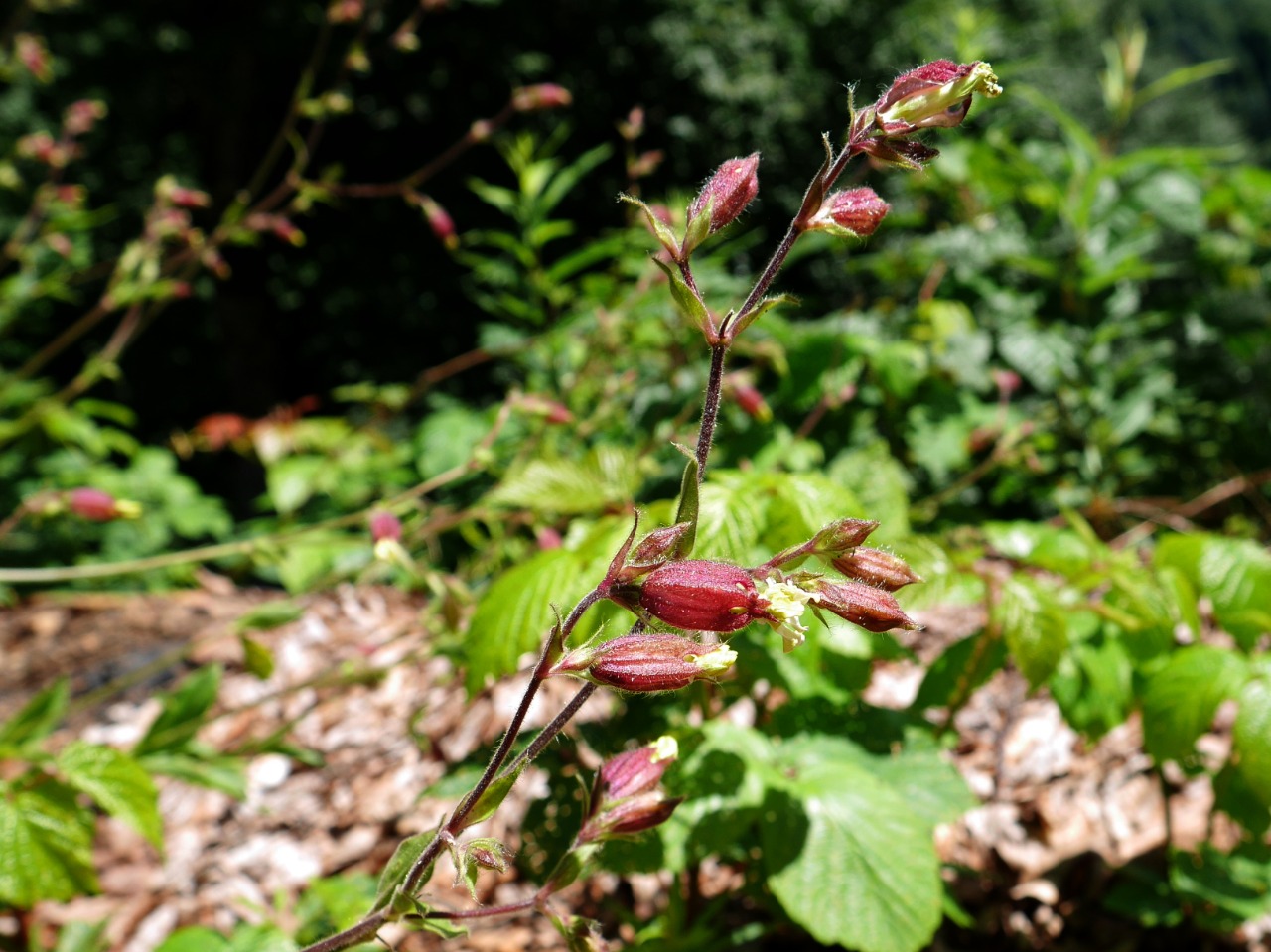 Silene latifolia