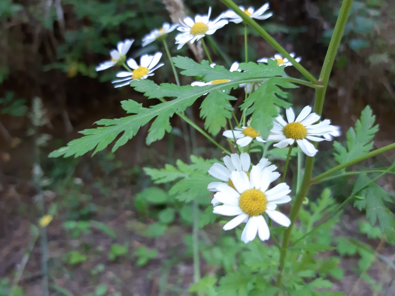 Tanacetum parthenium