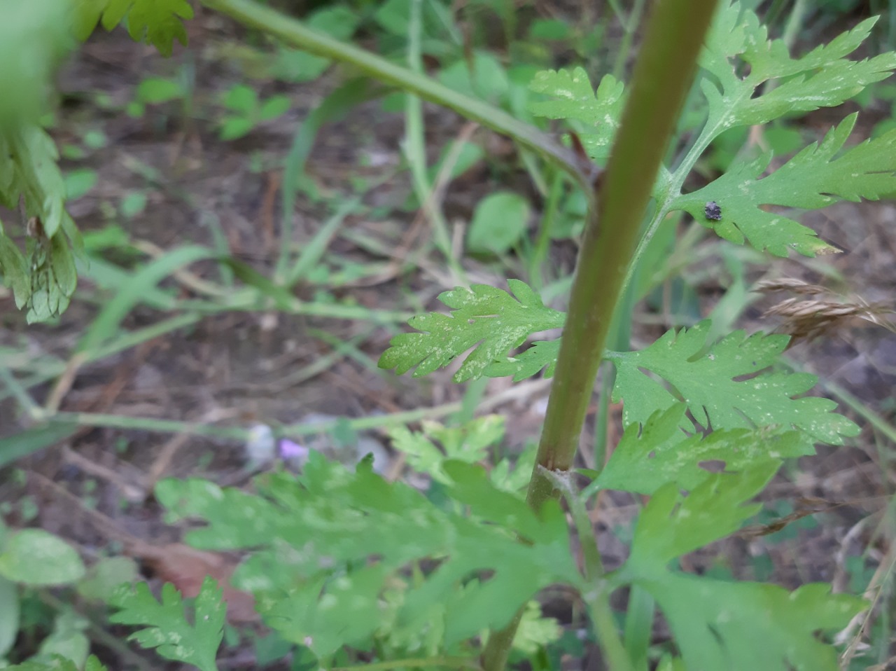 Tanacetum parthenium