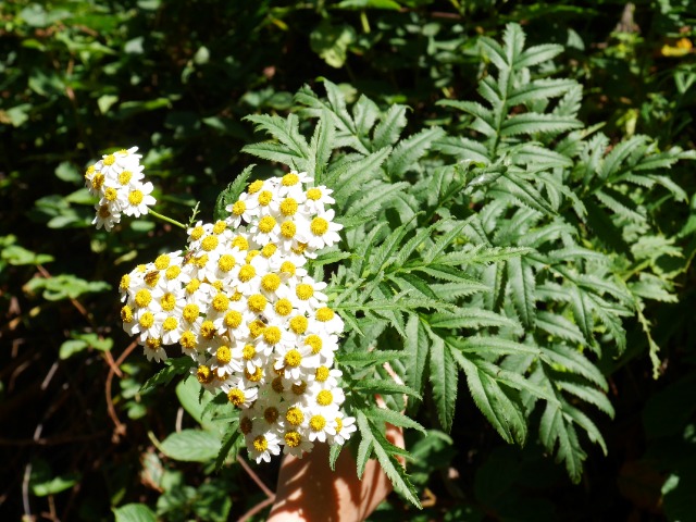 Tanacetum sorbifolium