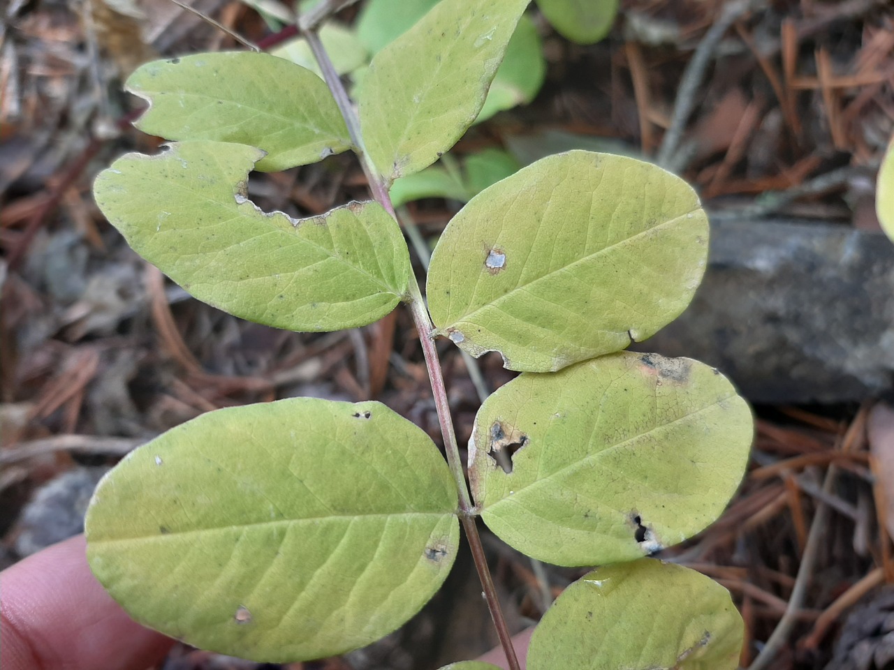Astragalus glycyphyllos