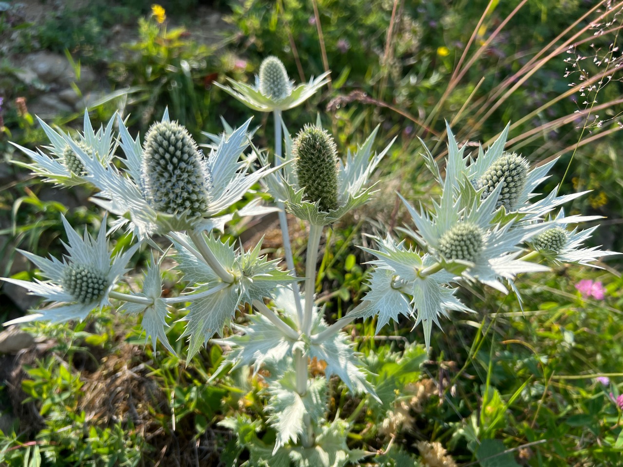 Eryngium giganteum