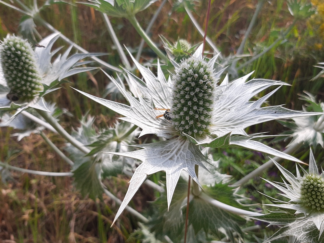 Eryngium giganteum