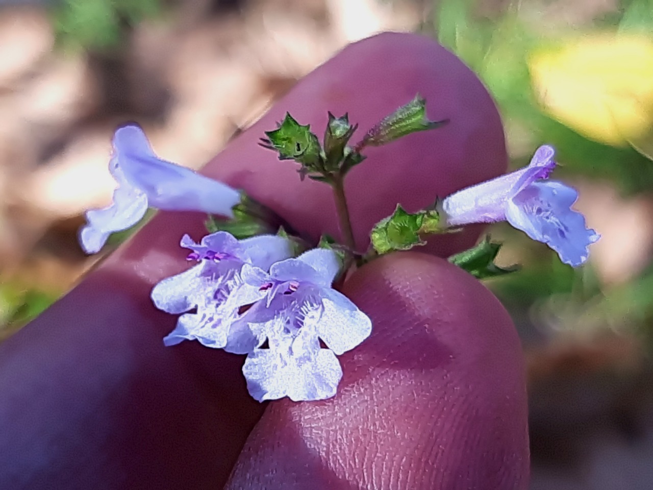 Clinopodium nepeta