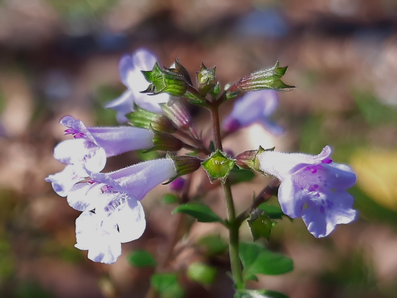 Clinopodium nepeta