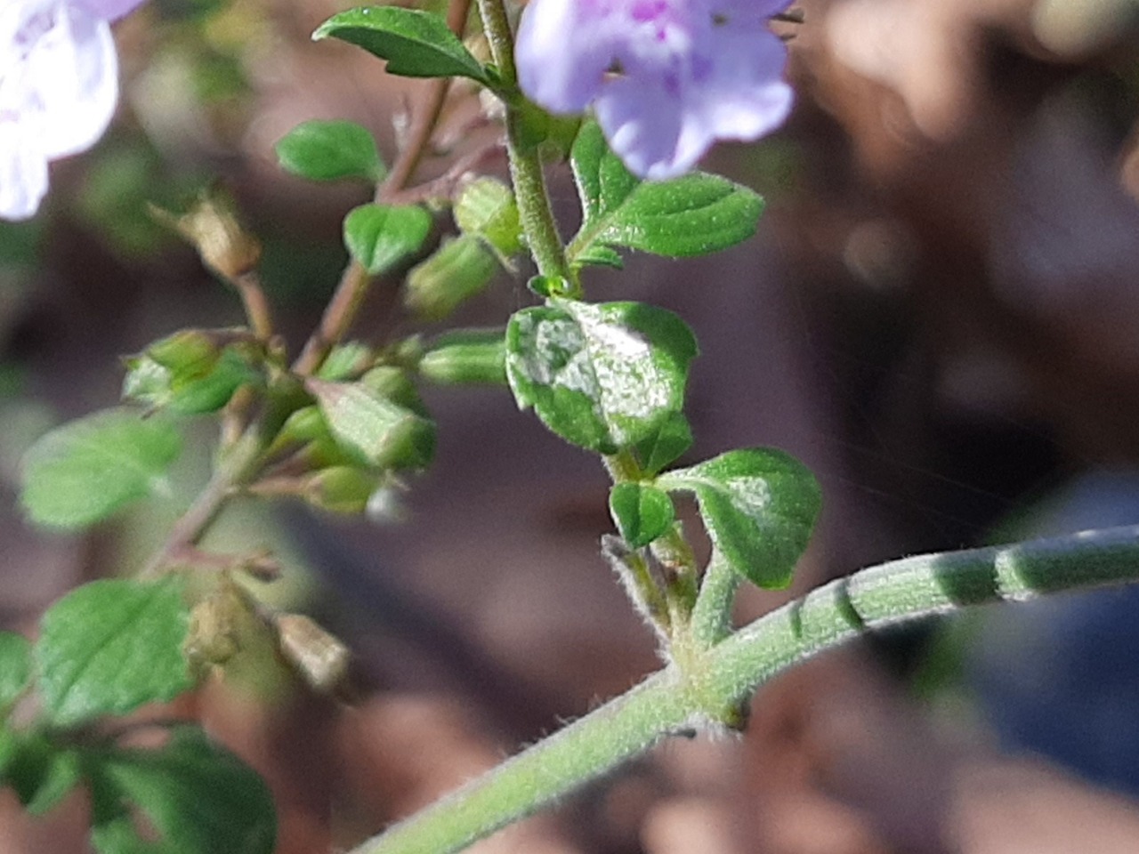 Clinopodium nepeta