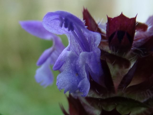Prunella vulgaris