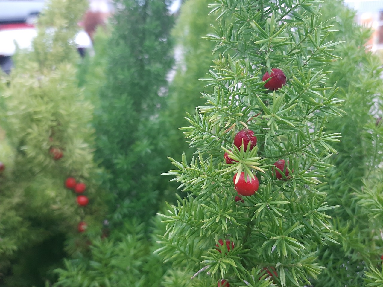 Asparagus densiflorus