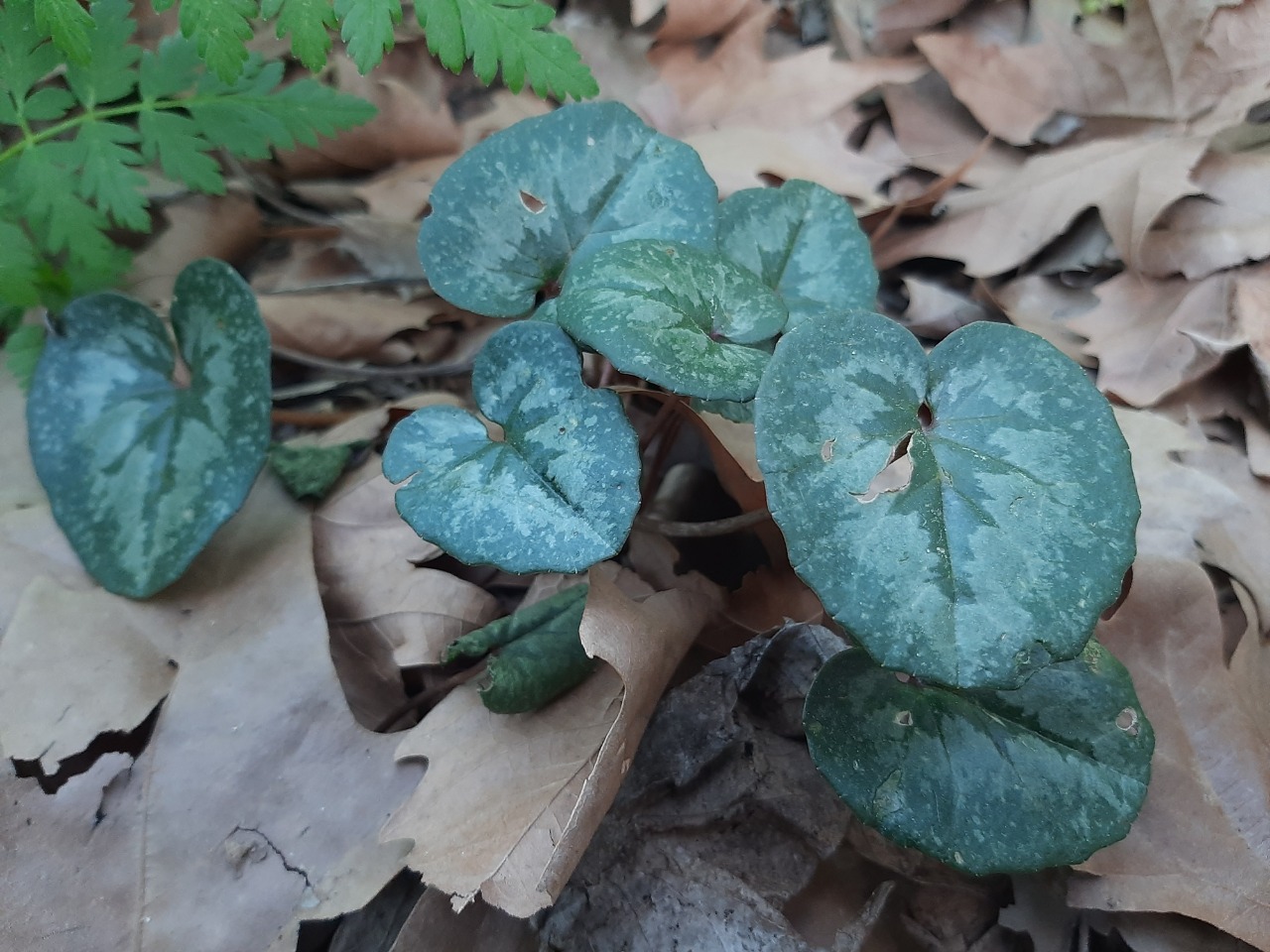 Cyclamen coum
