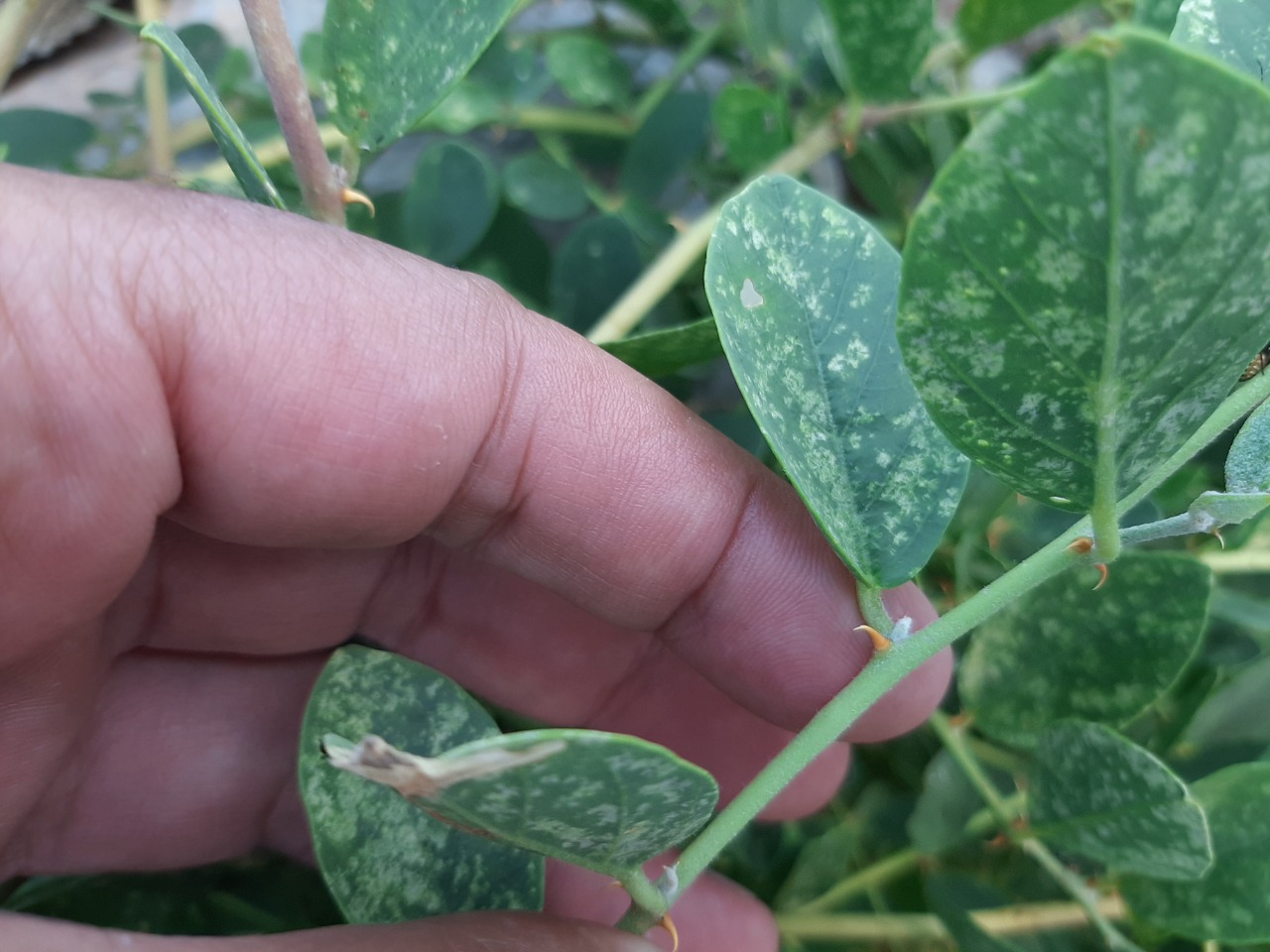 Capparis spinosa