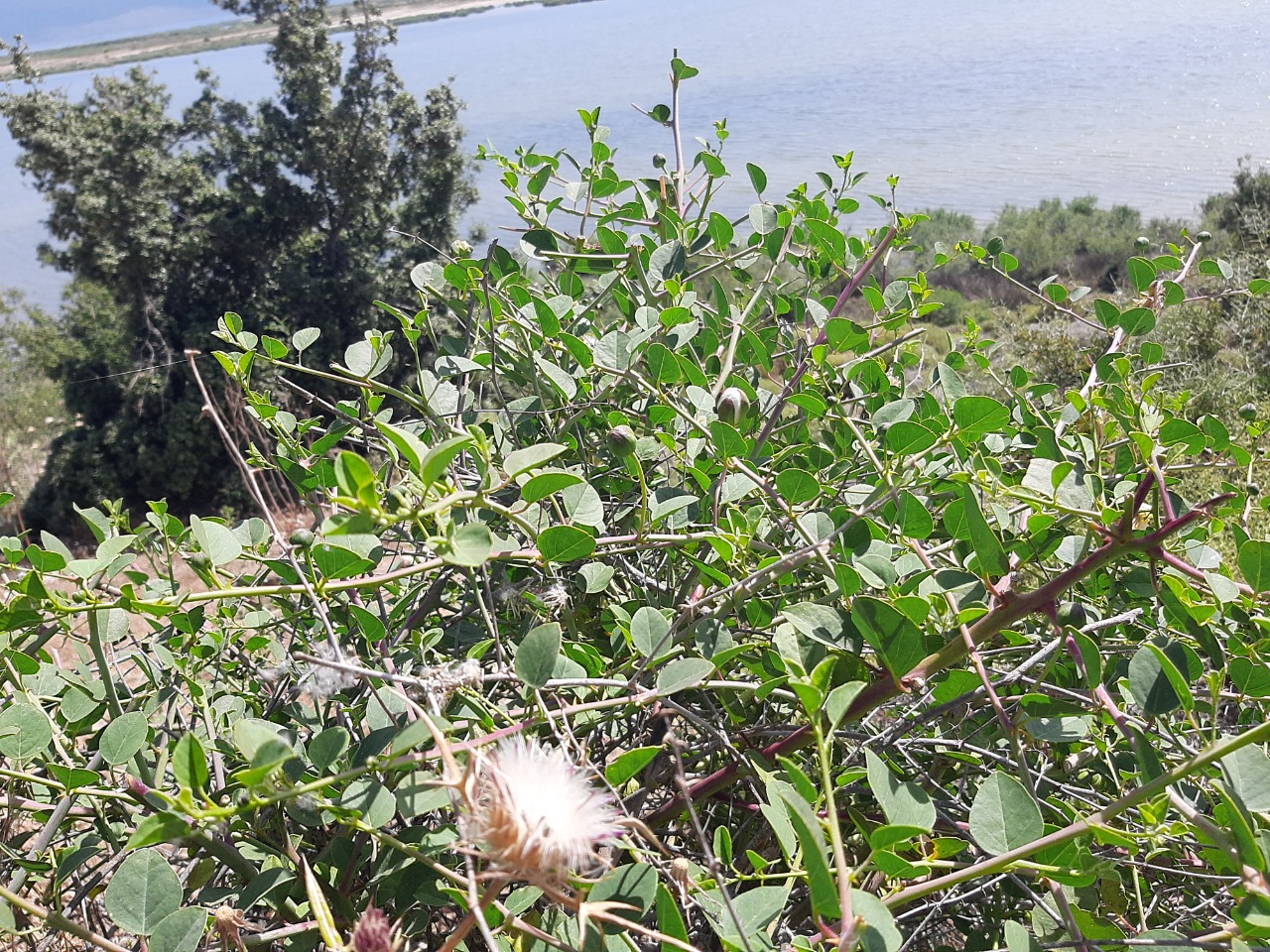 Capparis spinosa