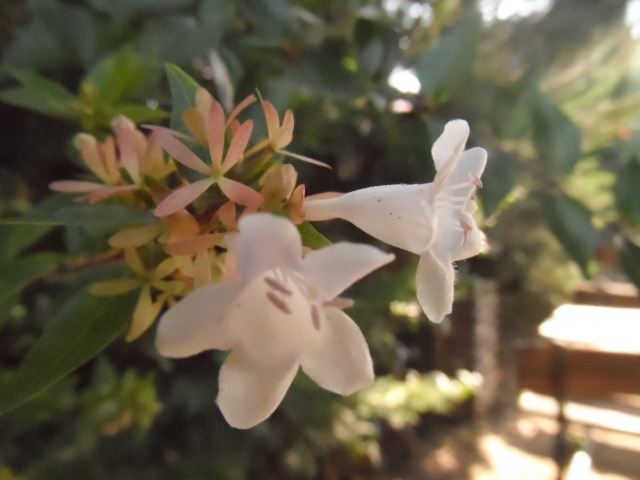 Abelia biflora