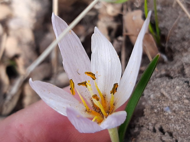 Colchicum triphyllum