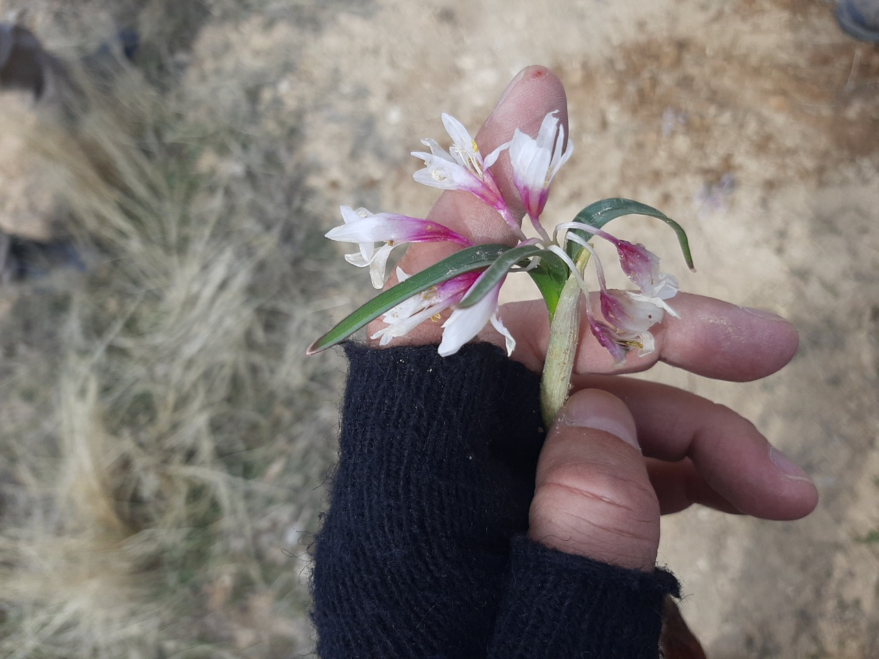 Colchicum triphyllum