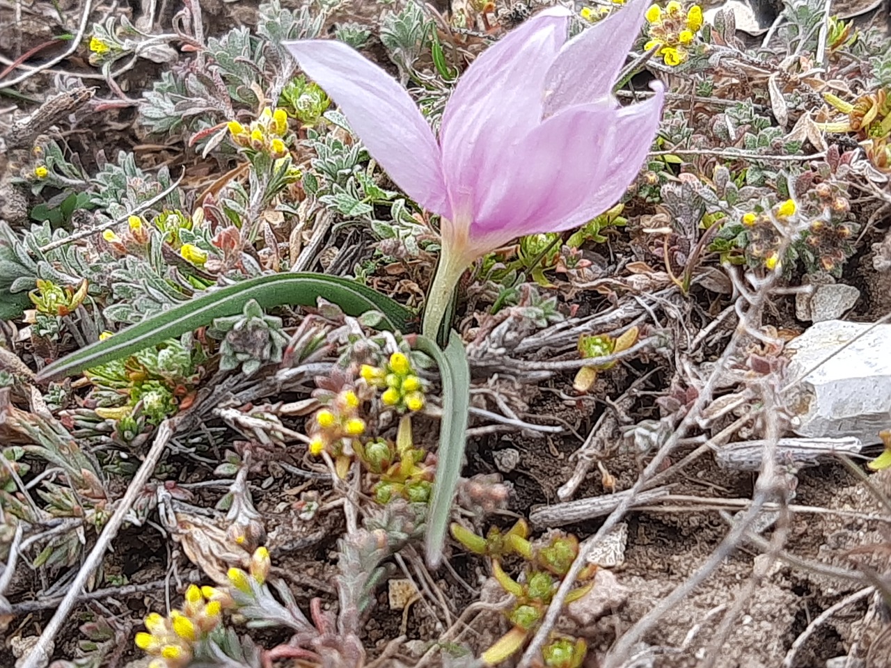Colchicum triphyllum