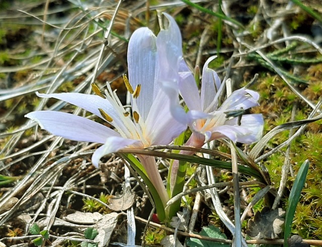 Colchicum triphyllum