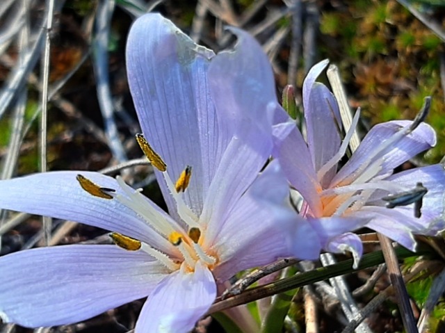 Colchicum triphyllum