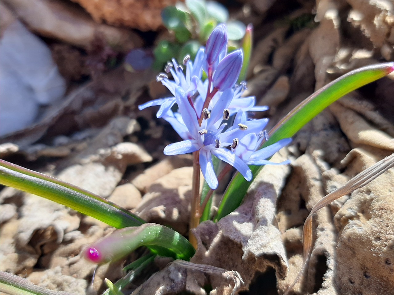 Scilla bifolia