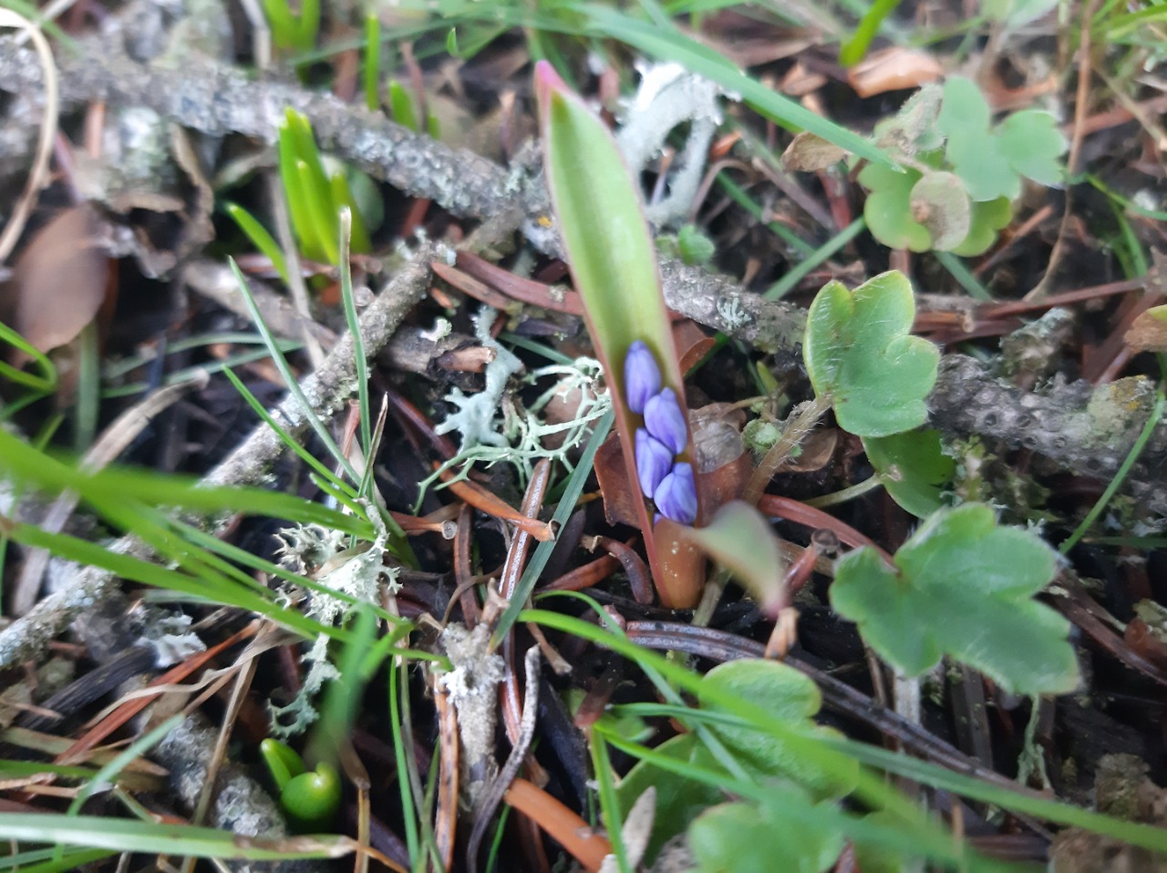 Scilla bifolia