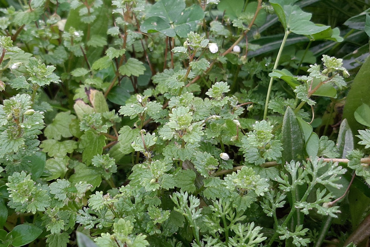 Veronica cymbalaria