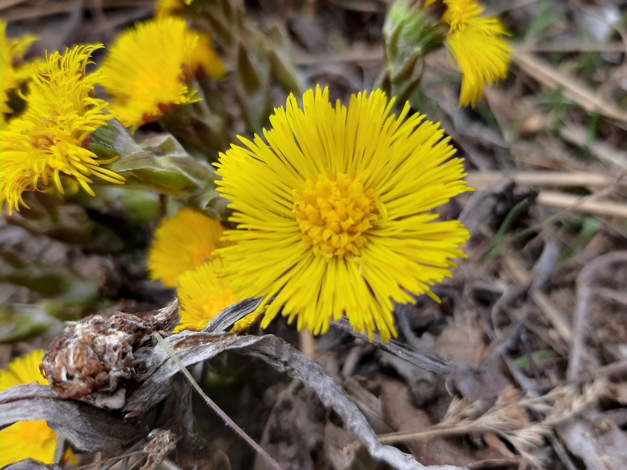 Tussilago farfara