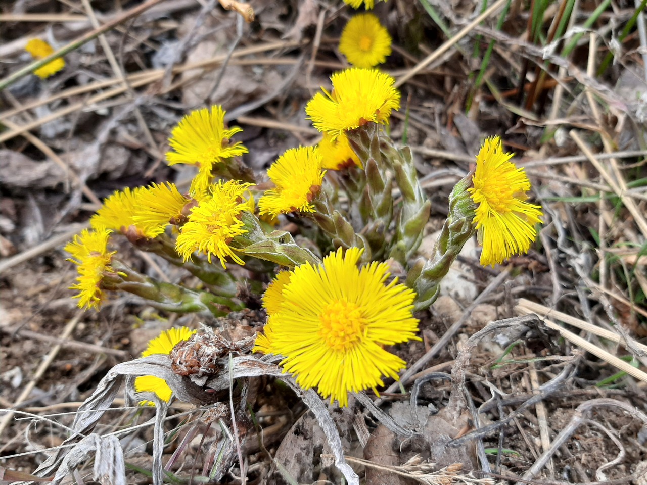Tussilago farfara