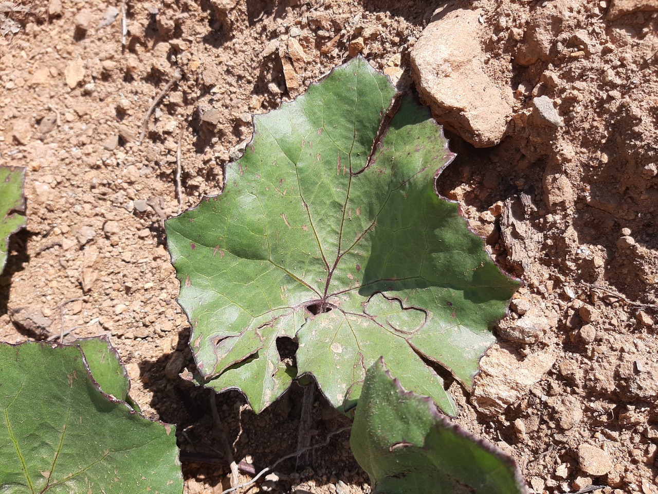 Tussilago farfara