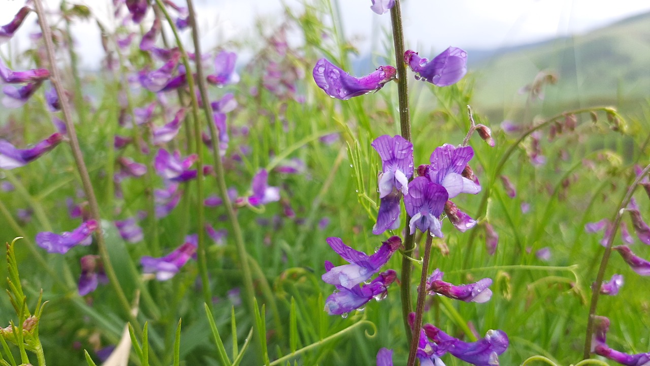 Vicia cracca