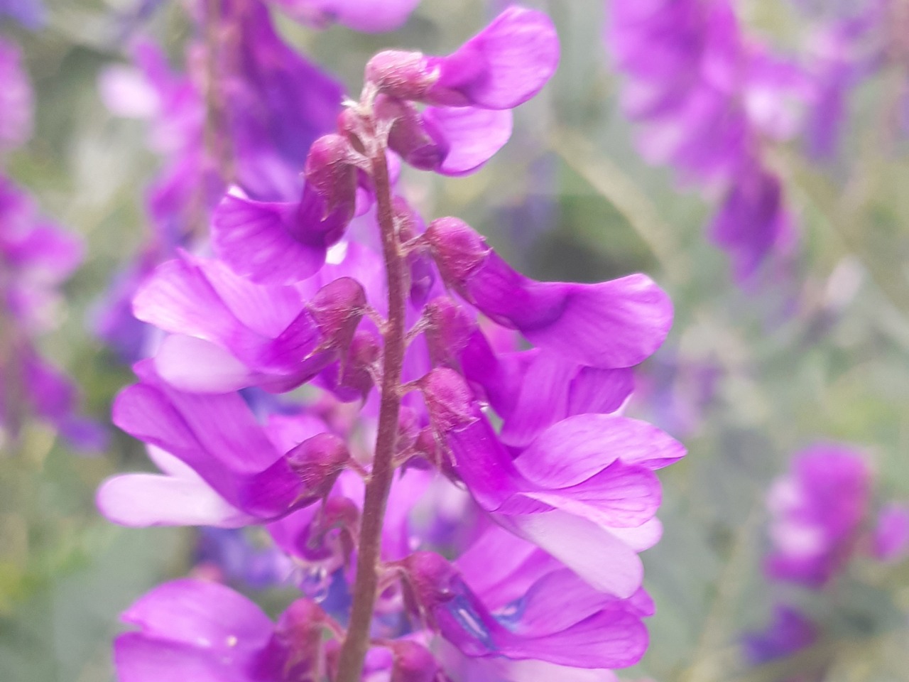 Vicia cracca