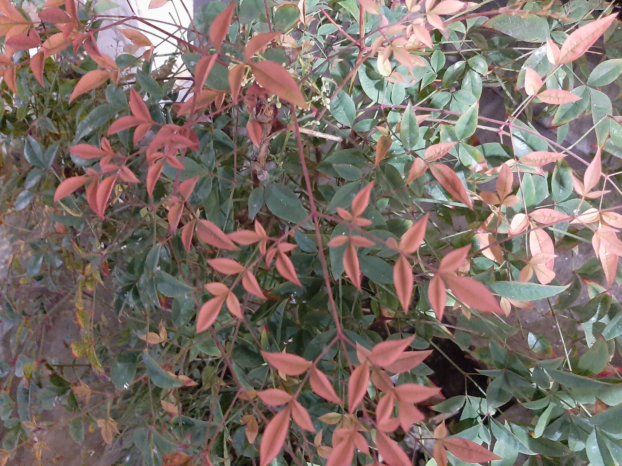 Nandina domestica