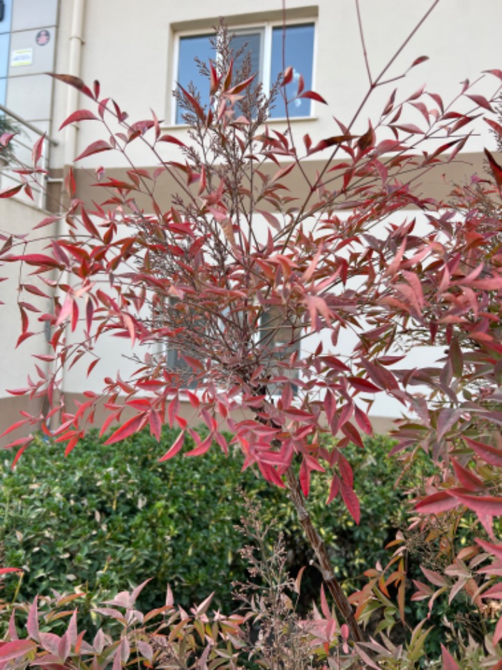 Nandina domestica