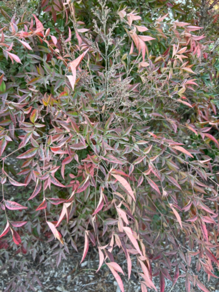 Nandina domestica