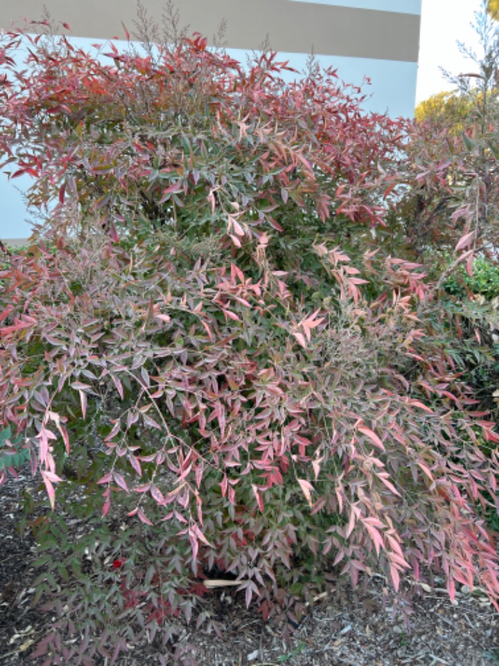 Nandina domestica