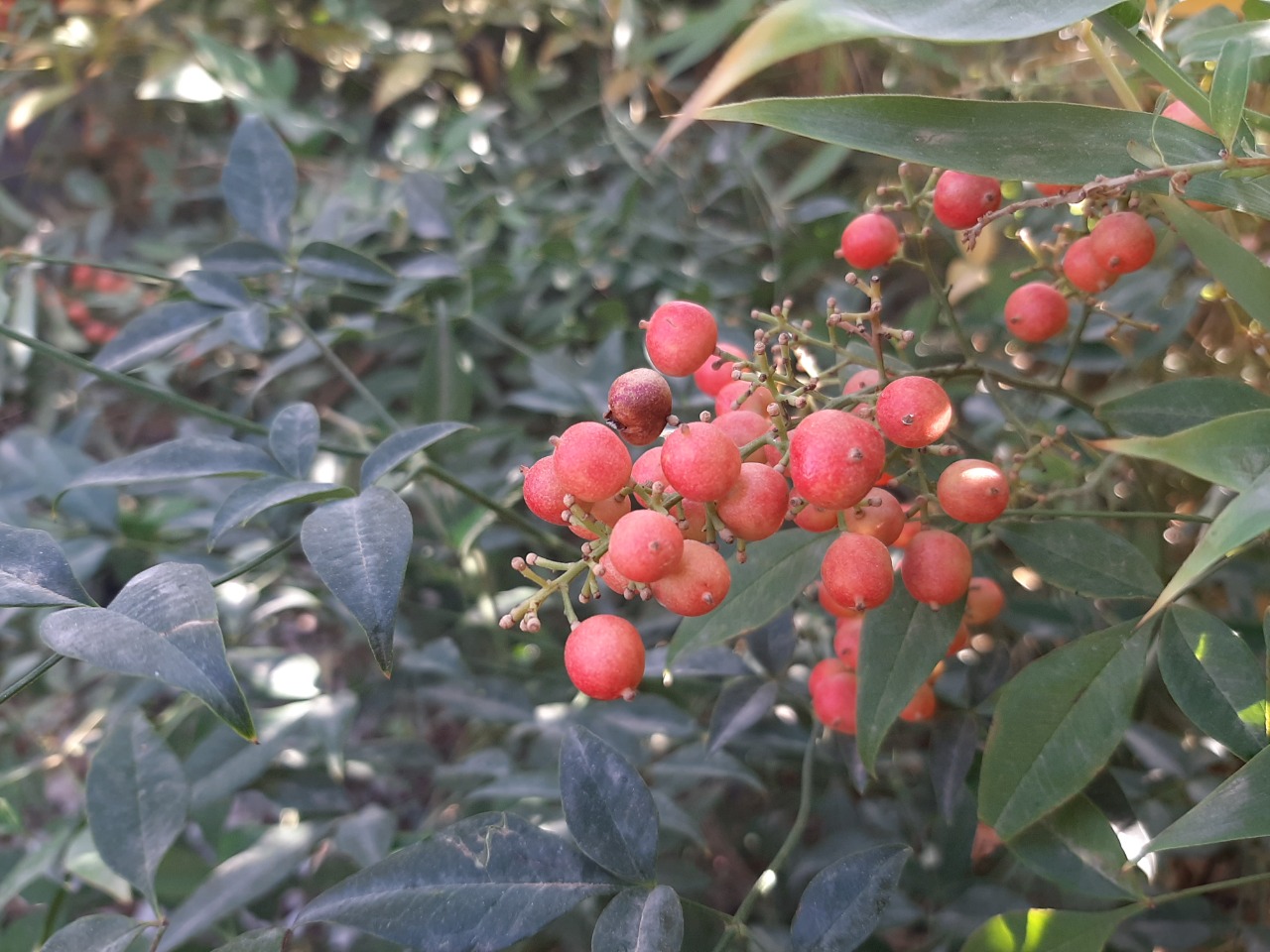 Nandina domestica
