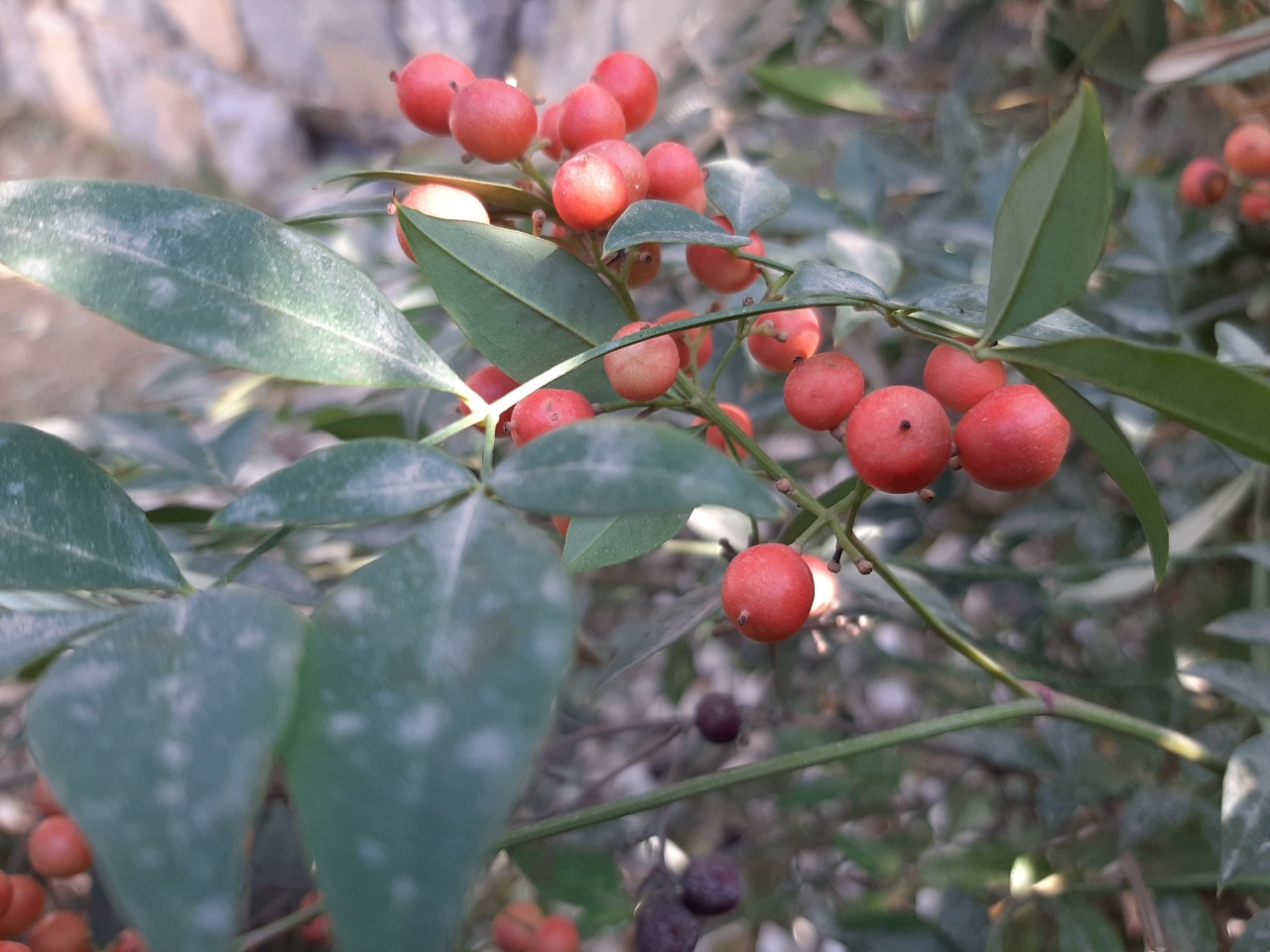Nandina domestica