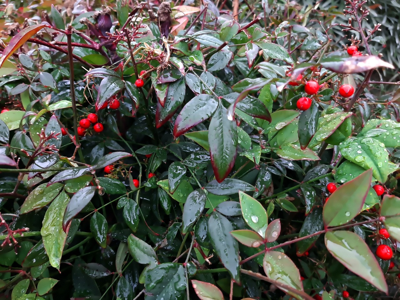 Nandina domestica