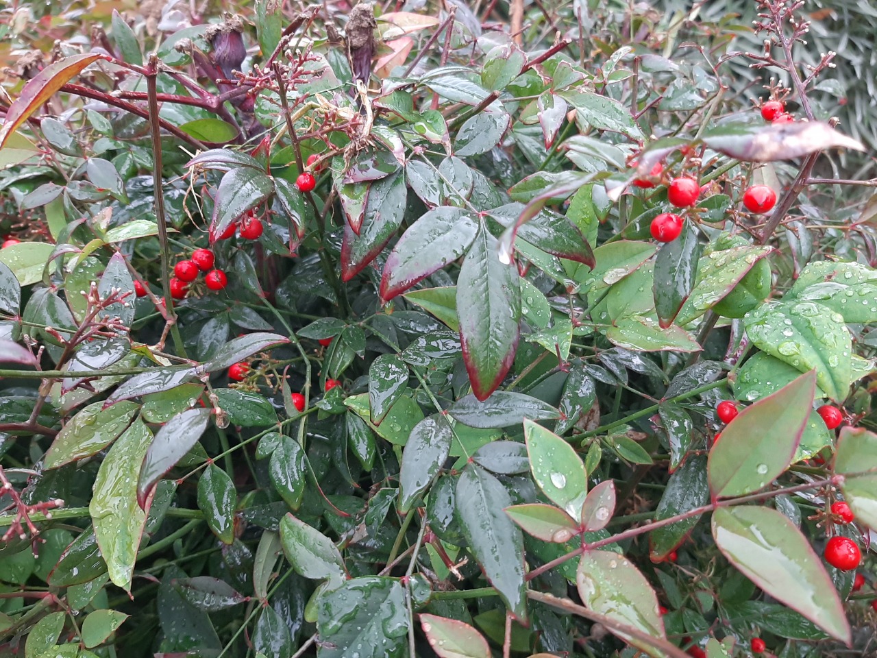 Nandina domestica