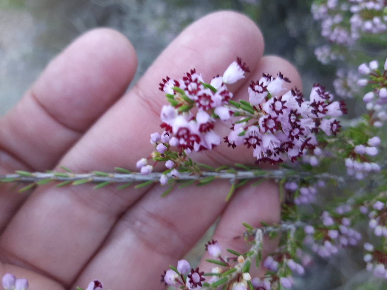 Erica manipuliflora