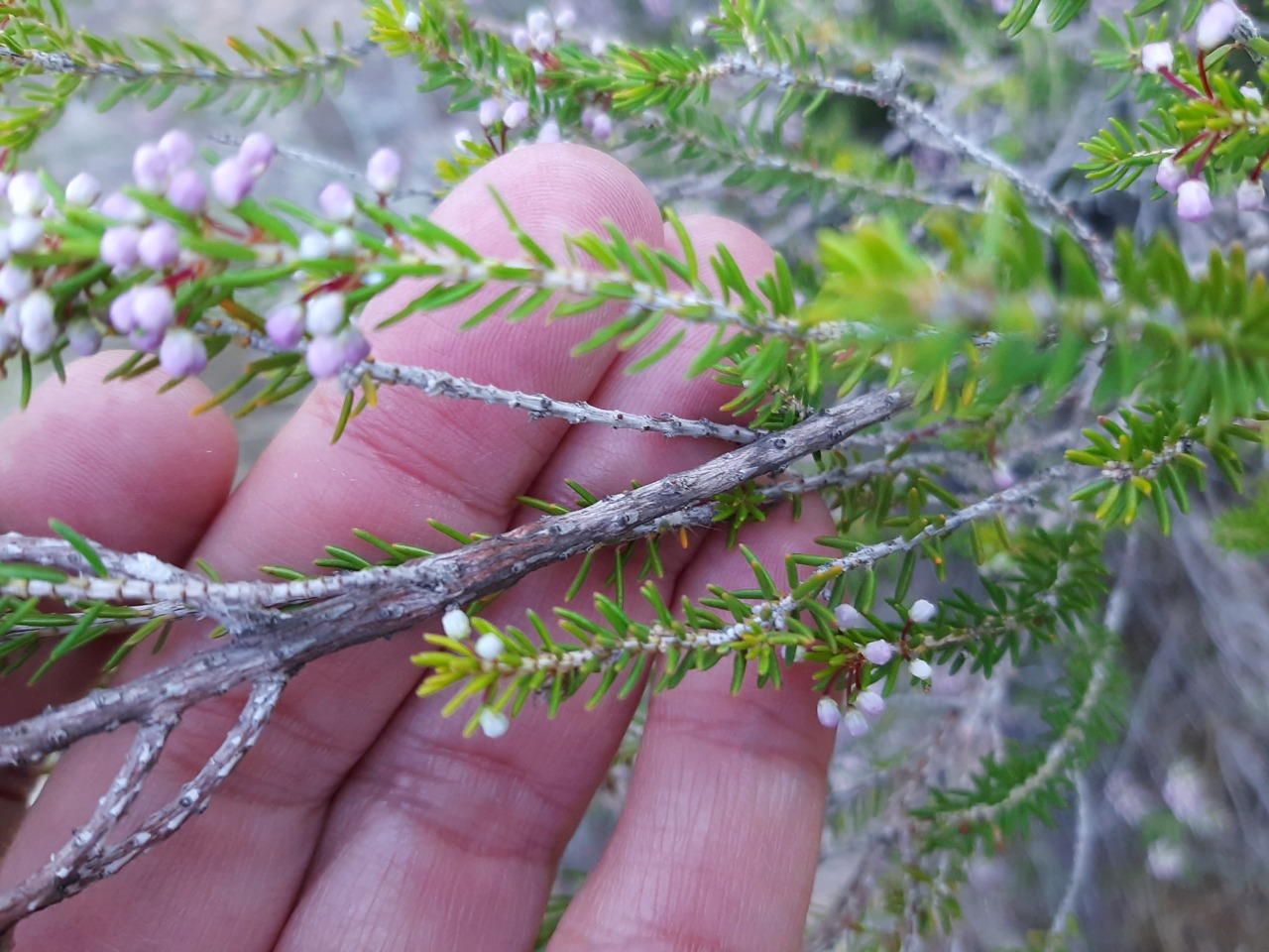 Erica manipuliflora