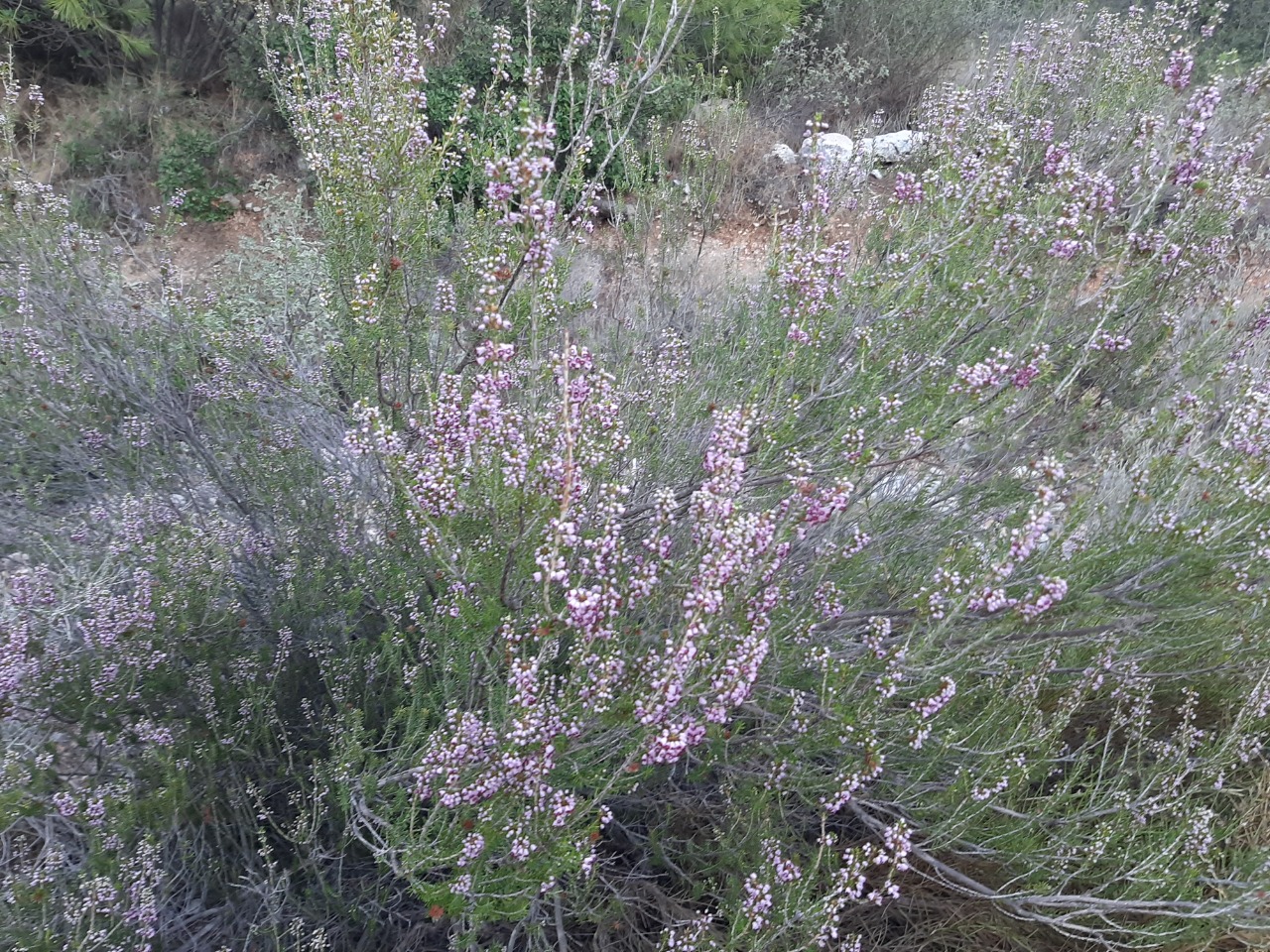 Erica manipuliflora