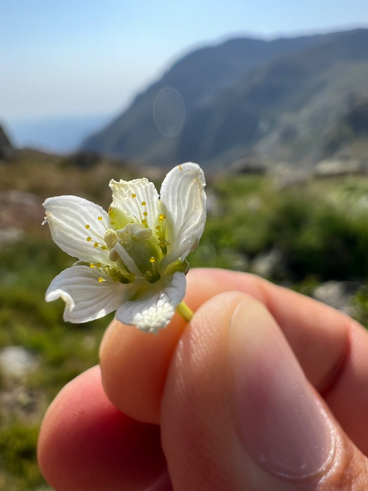 Parnassia palustris