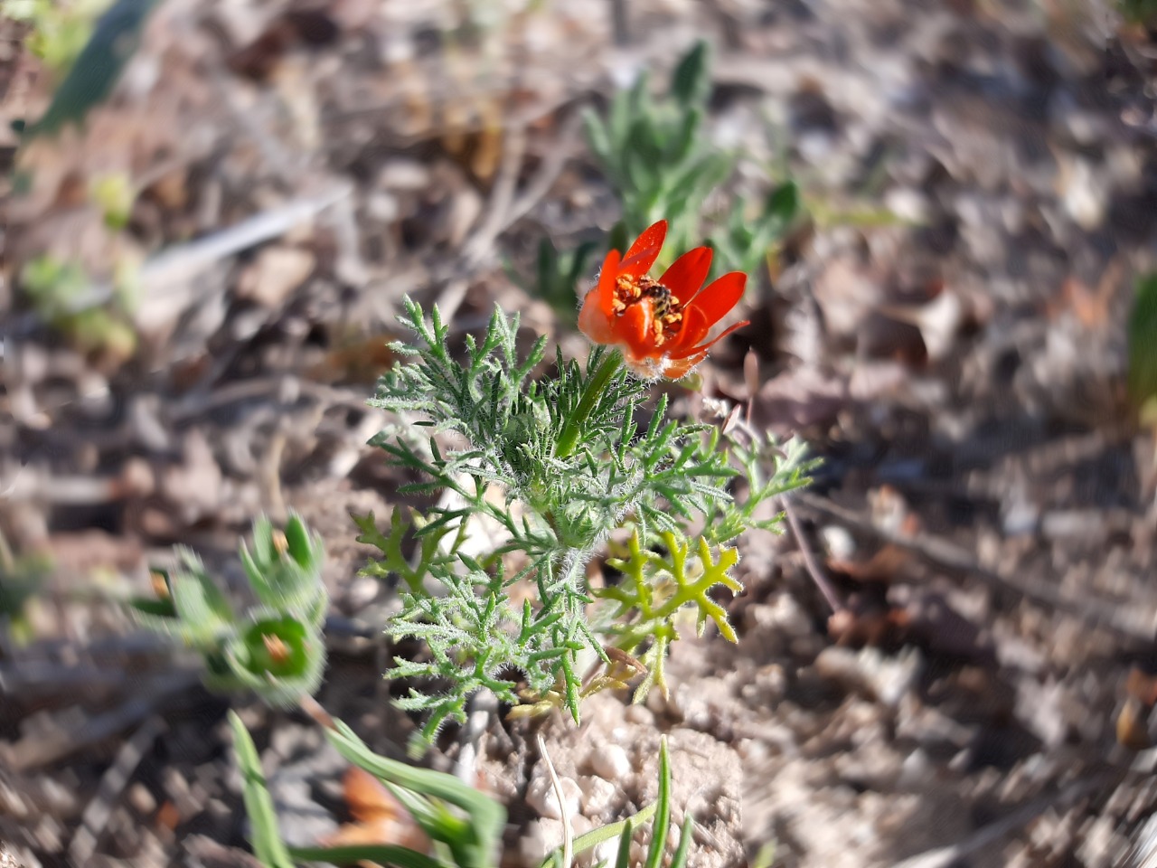 Adonis flammea