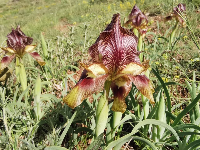 Iris sari