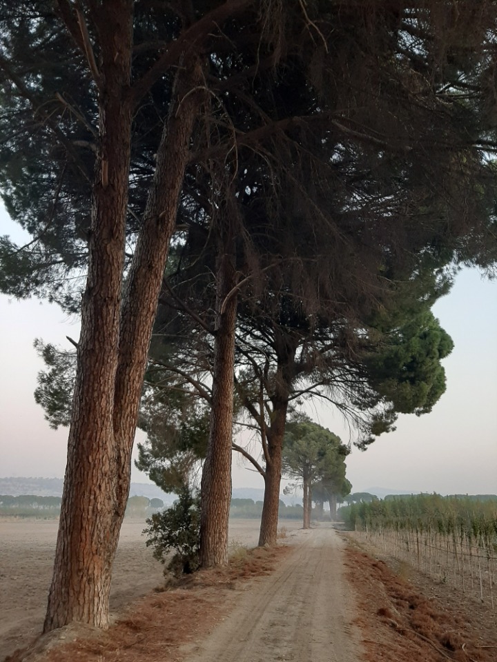 Pinus pinea