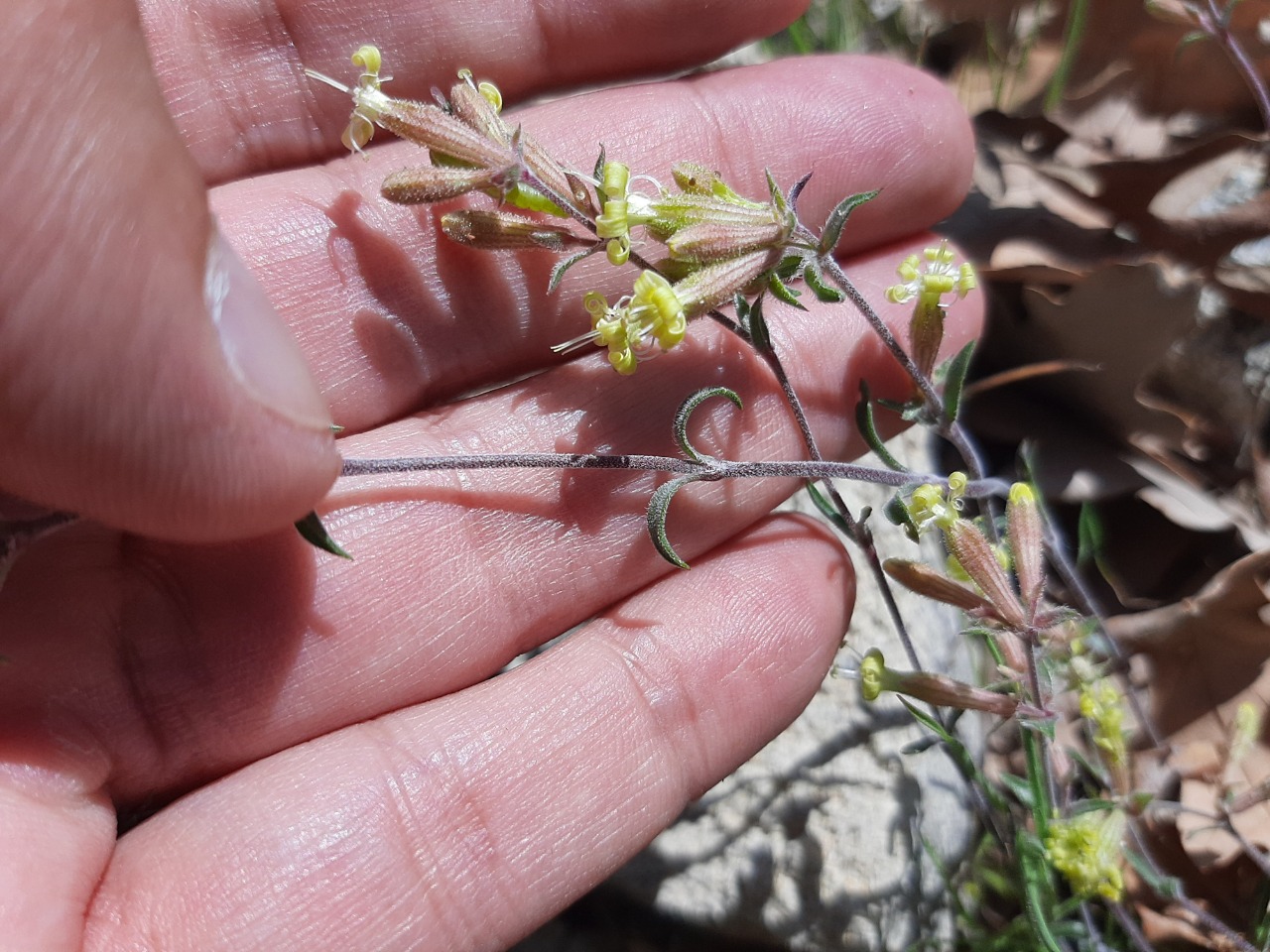 Silene supina