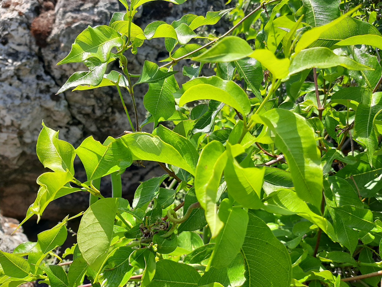 Periploca graeca