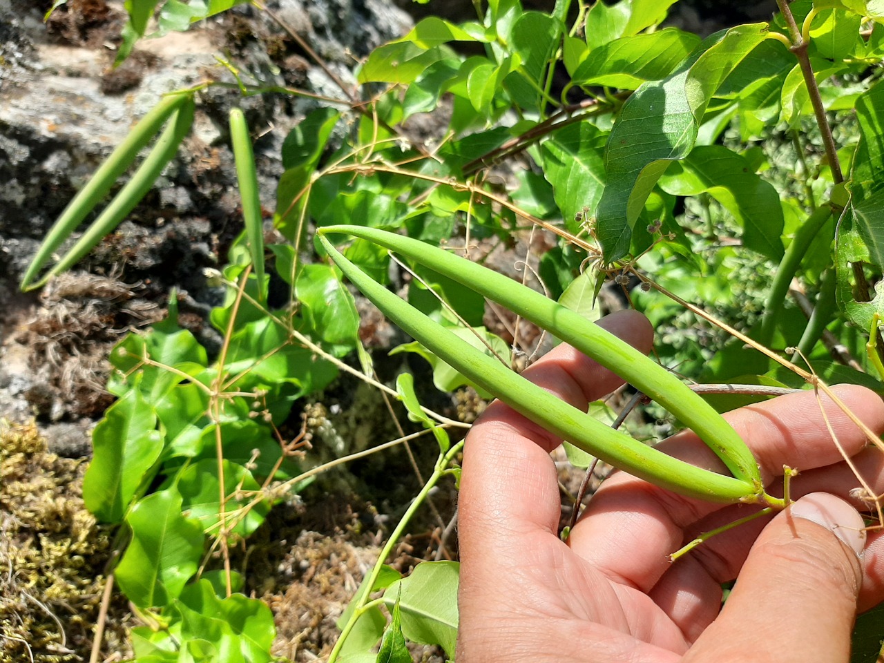 Periploca graeca