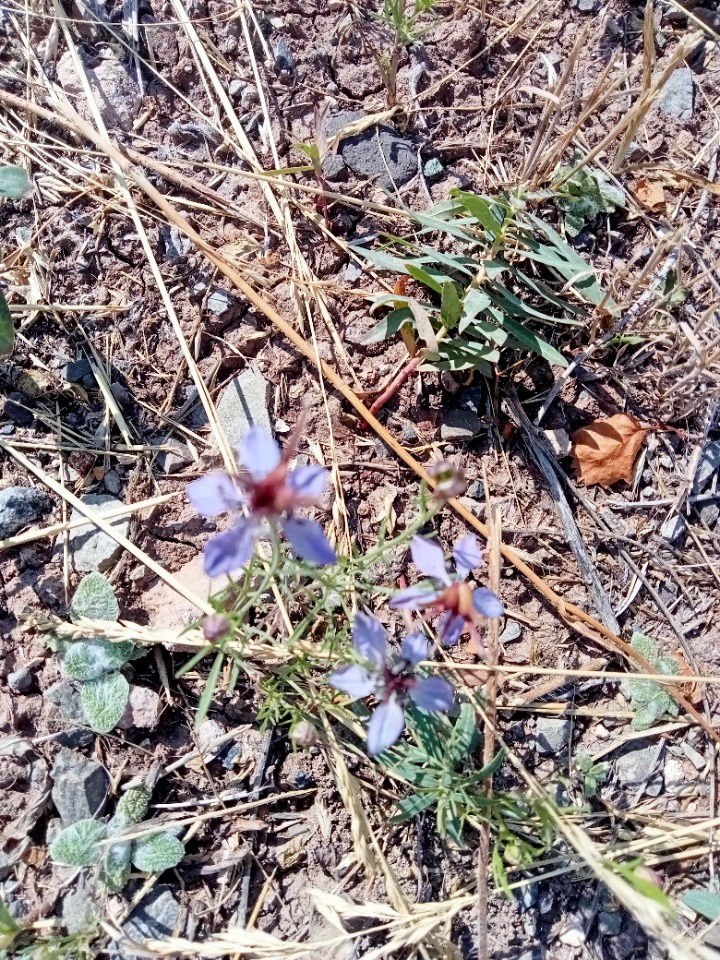 Nigella segetalis