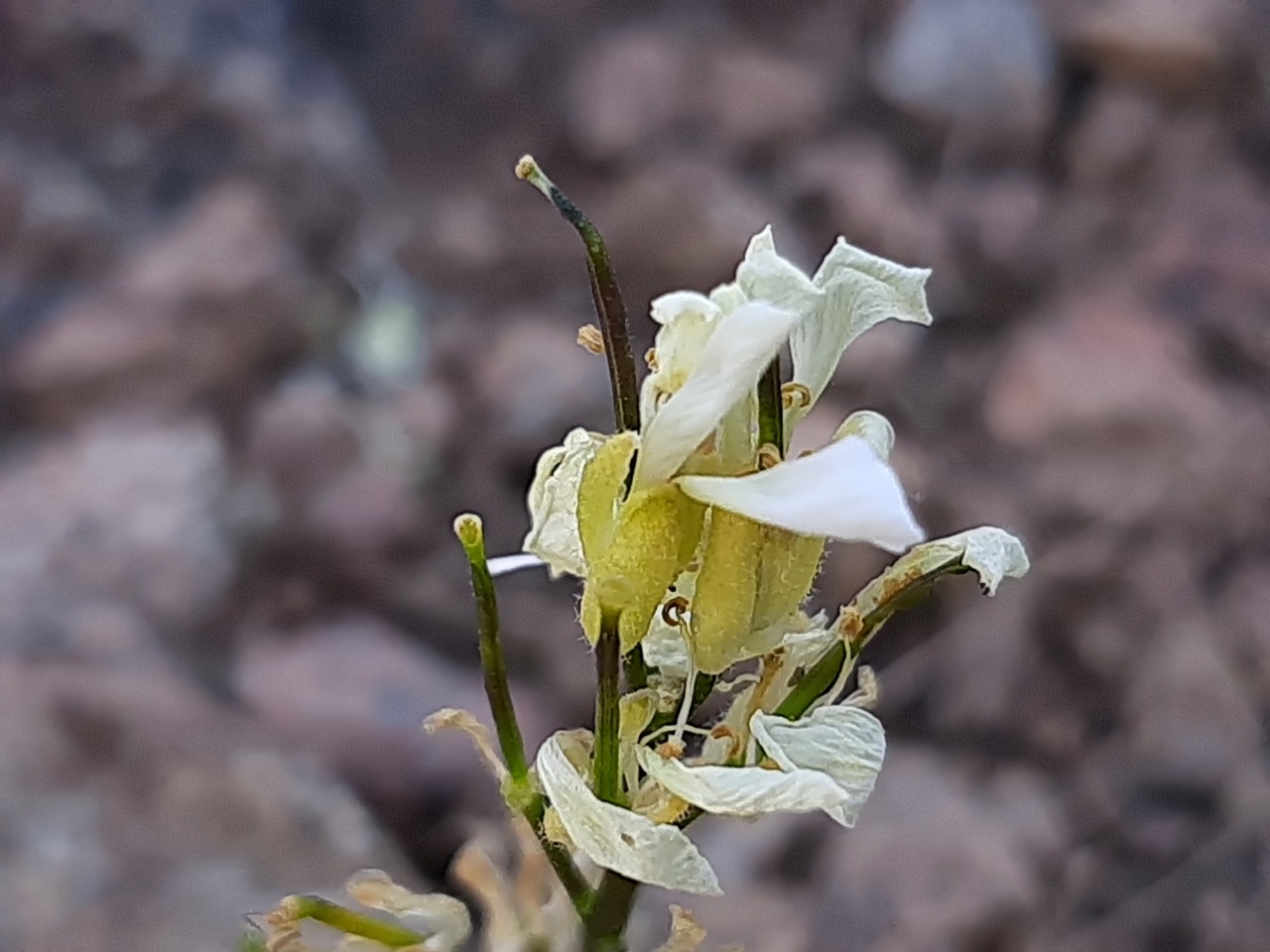 Arabis alpina