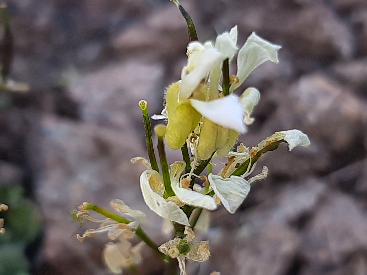 Arabis alpina